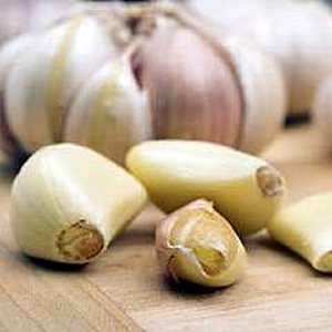 Garlic bulbs