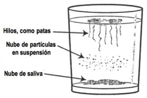  Autodiagnóstico de candidiasis. 4 pruebas caseras para detectar una infección por hongos