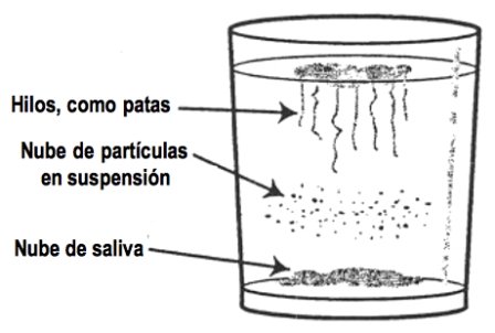 resultado positivo test casero candida