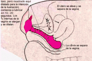 Anatomía de la eyaculación femenina