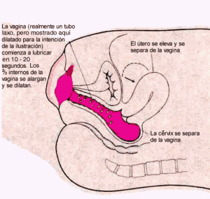 anatomia-eyaculacion-femenina