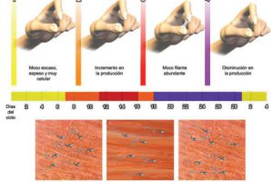 ¿Cuáles son los tipos de moco cervical?