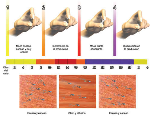 metodo-moco-cervical