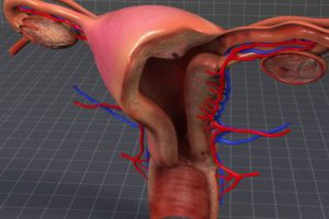 Anatomía vaginal interna